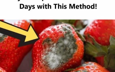 How to Keep Berries Fresh Longer – Up to 21 Days!